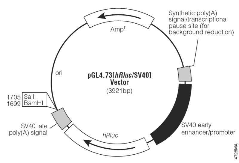 pGL4.73[hRluc / SV40] Plasmid